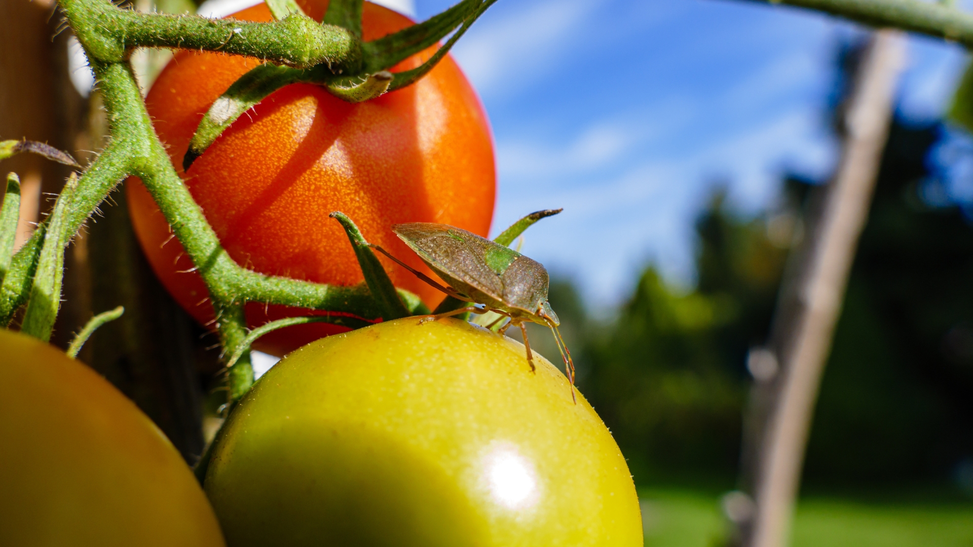 Late-Summer Bugs That Are Killing Tomatoes In Arkansas