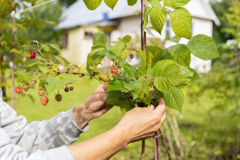 gardener maintains raspberry canes
