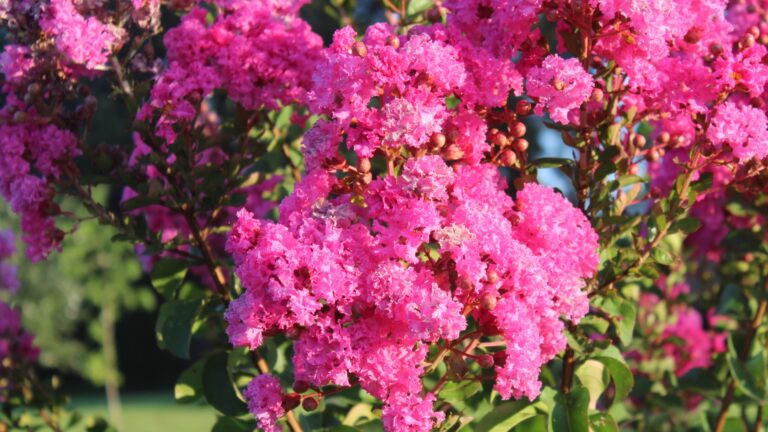 Crape Myrtle