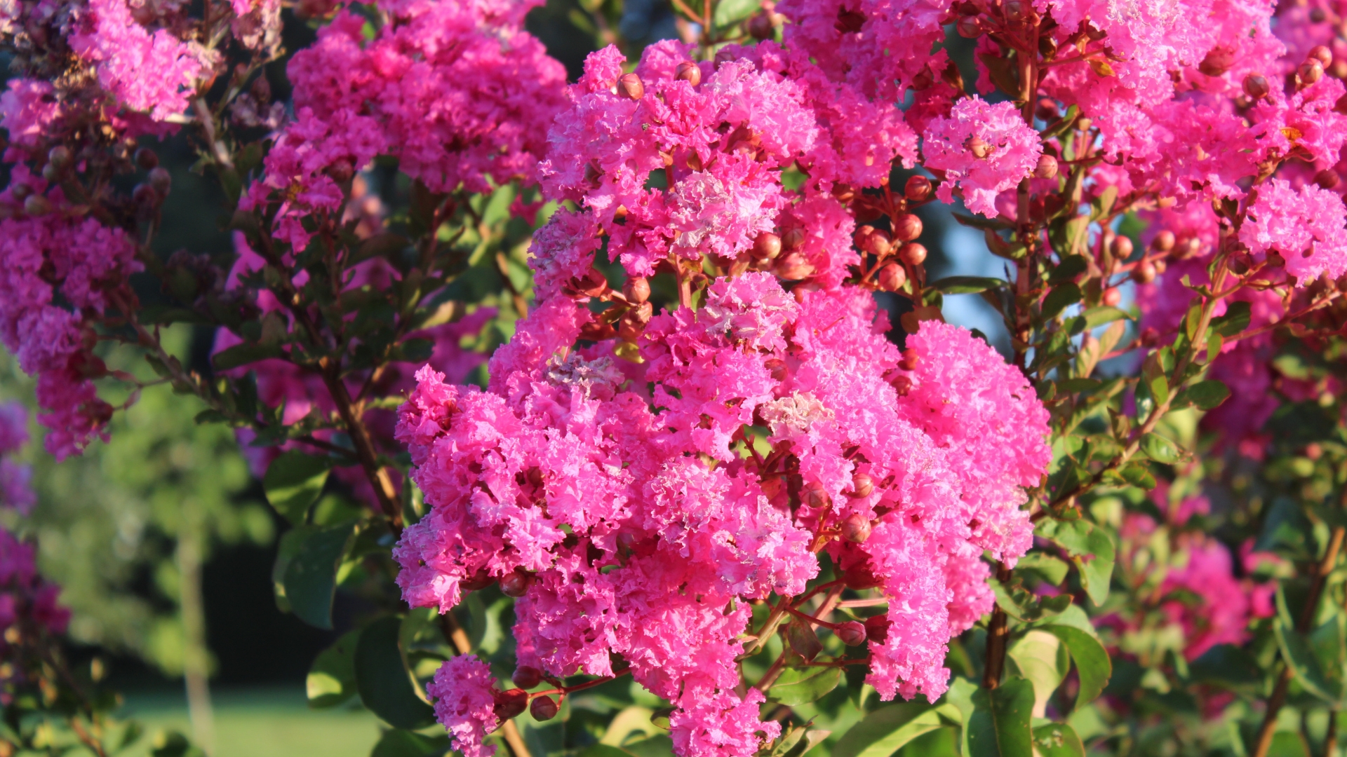 Late Summer Is The Best Time To Prune These Shrubs In North Carolina