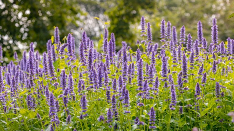 agastache flowers