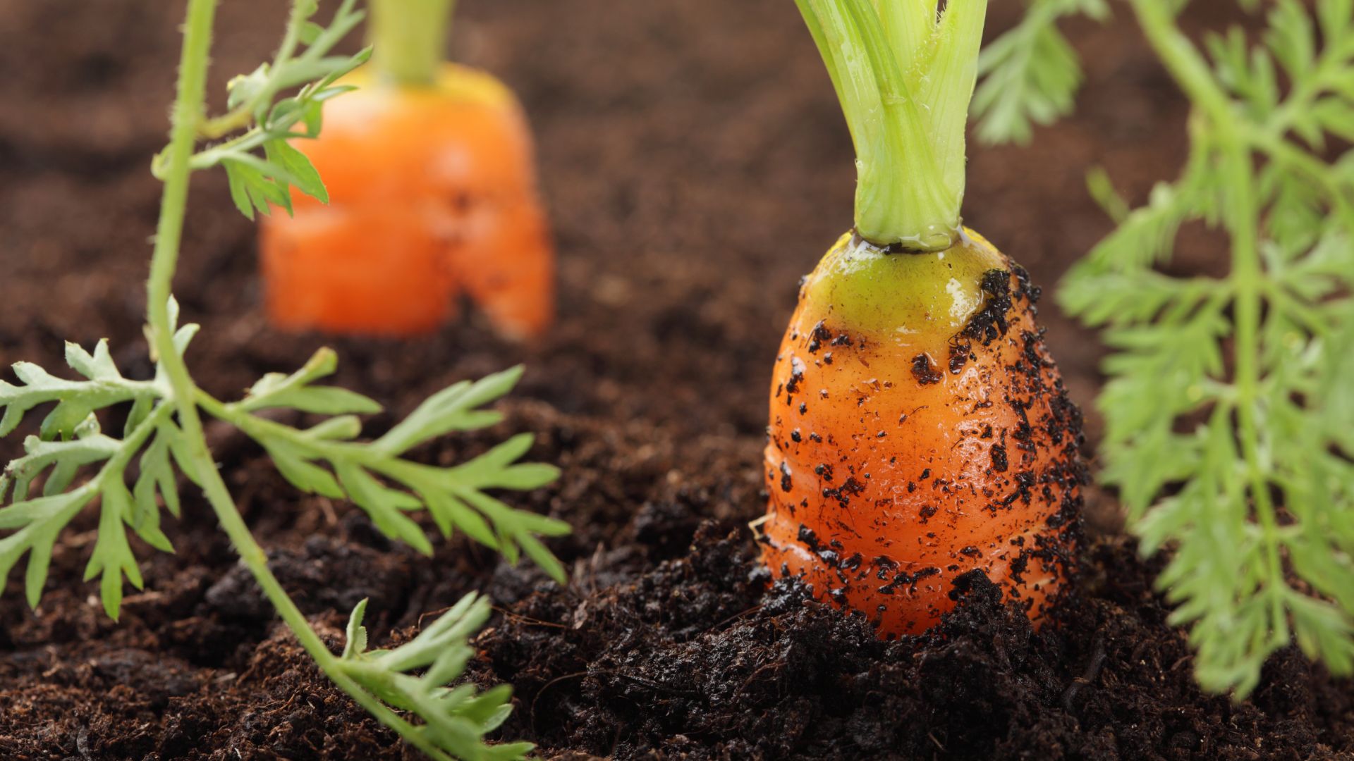 carrots