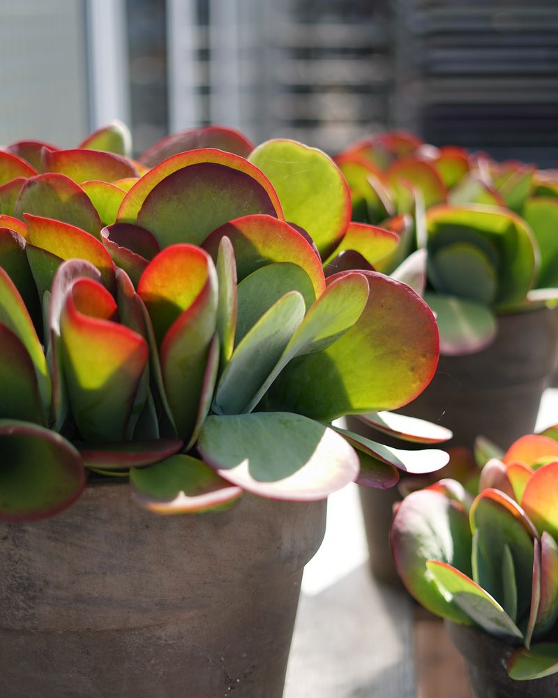 Paddle Plant