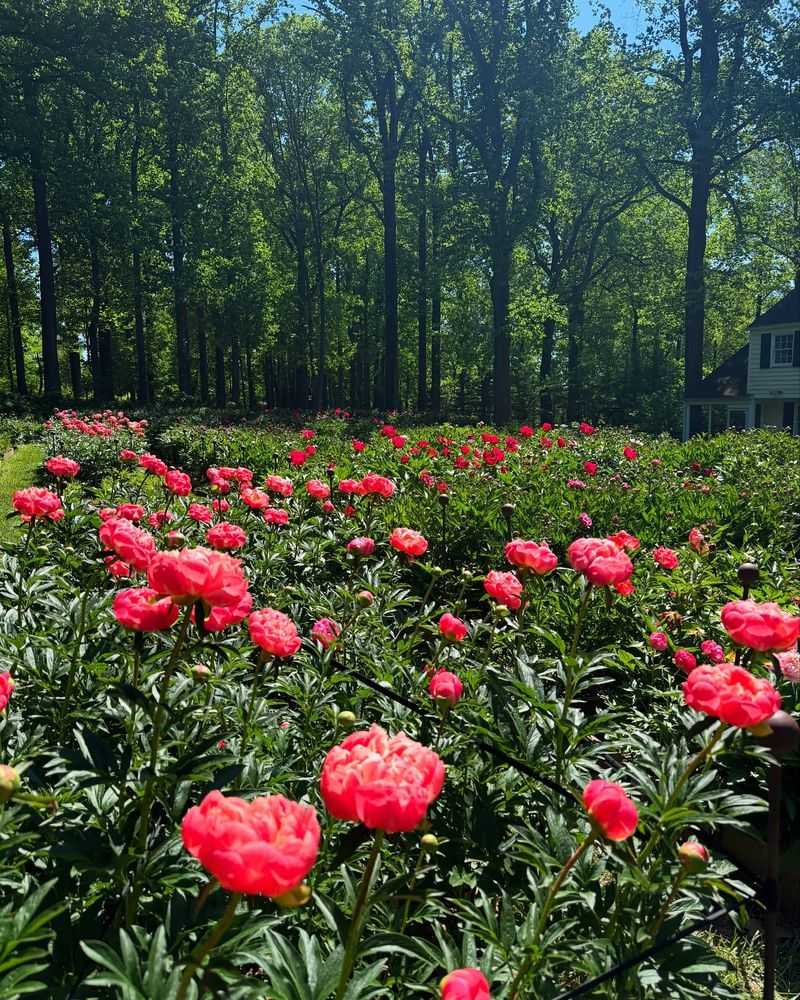 Peonies