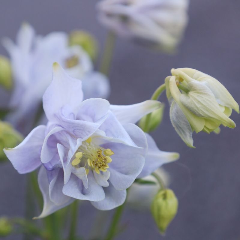 Columbine