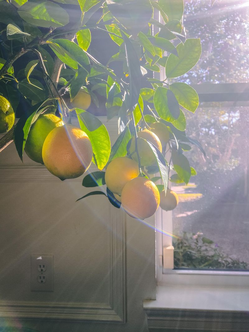 Lemon Tree