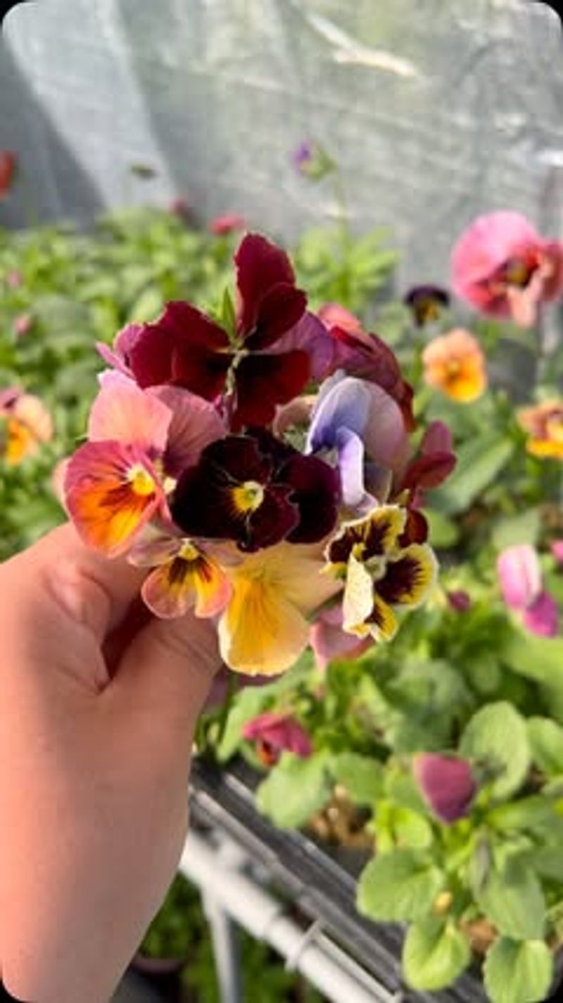 Pansies