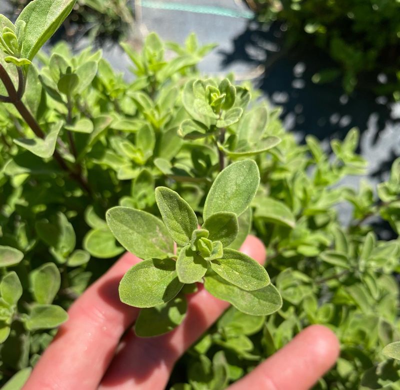 Marjoram