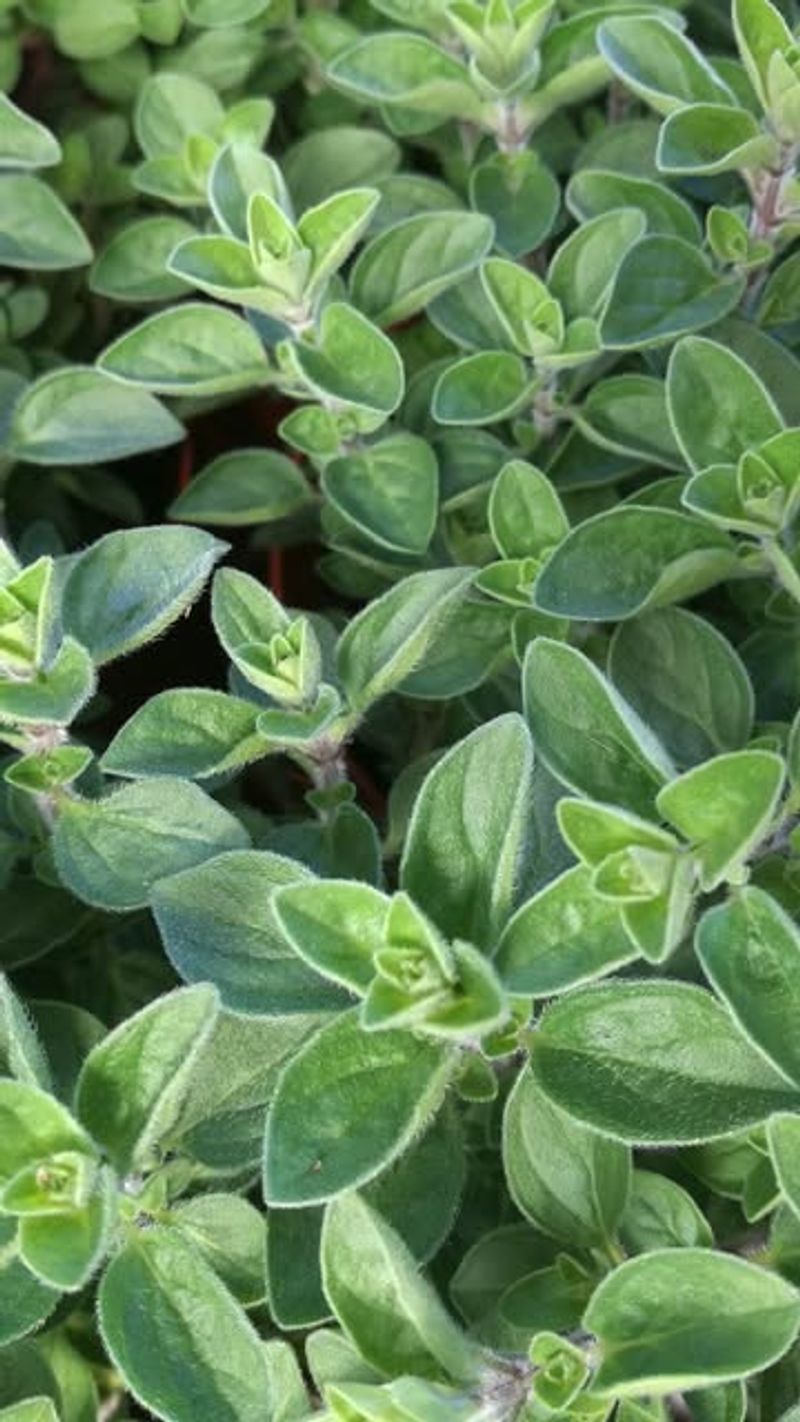 Marjoram