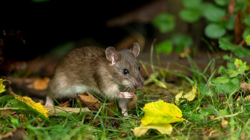 Daffodils: Nature's Mouse Barrier