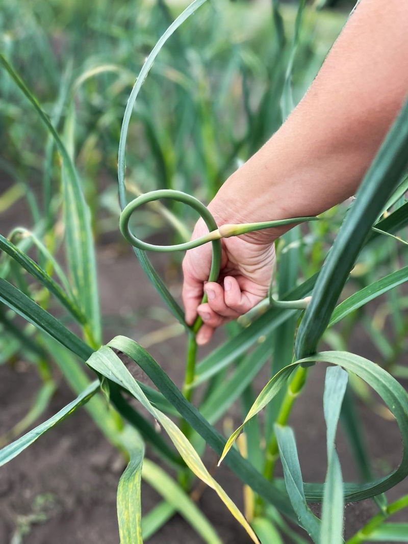 Garlic Scapes