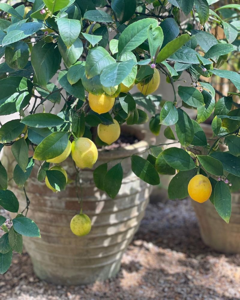 Citrus