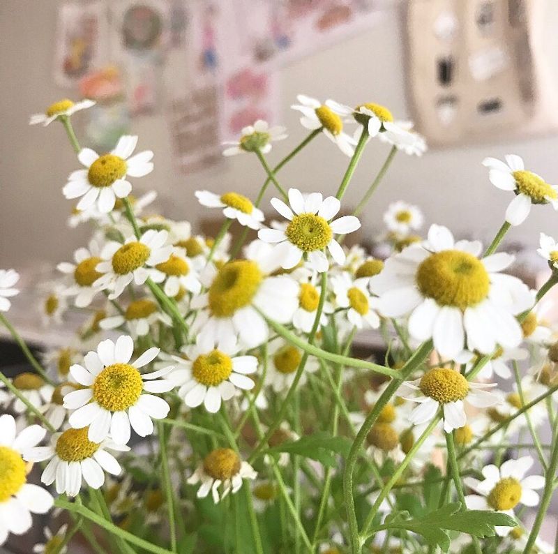 Chamomile's Gentle Relief