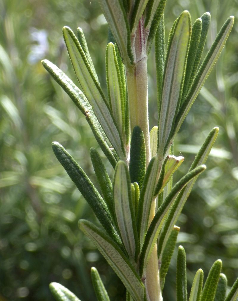 Rosemary's Soggy Situation