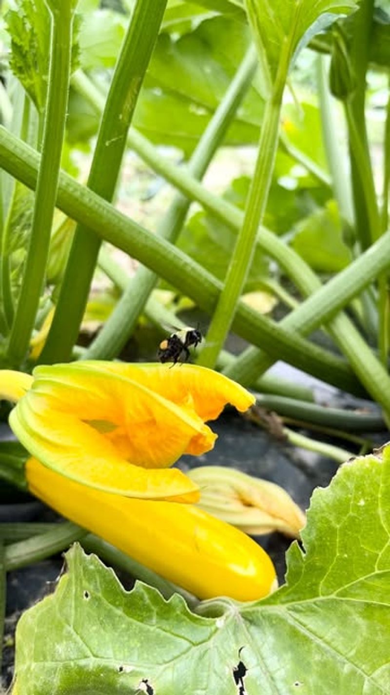 Zucchini