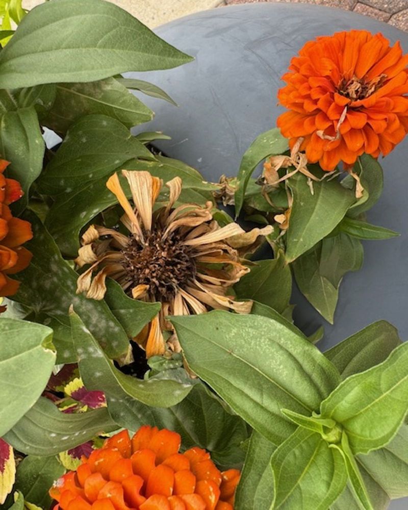 Marigolds: Sunset-Colored Moth Magnets
