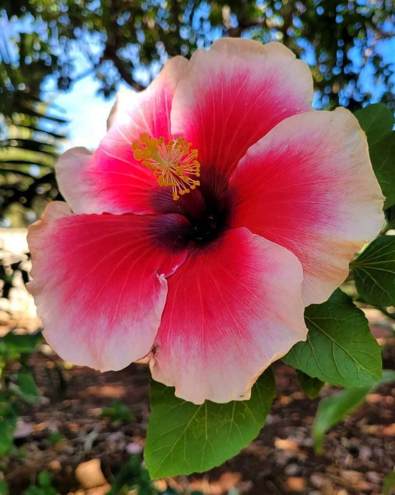 Hibiscus: Gauguin's Tahitian Dream