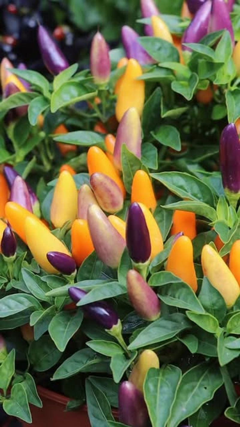 Ornamental Peppers