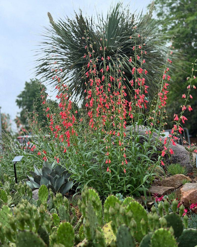 Coral Reef Desert Garden