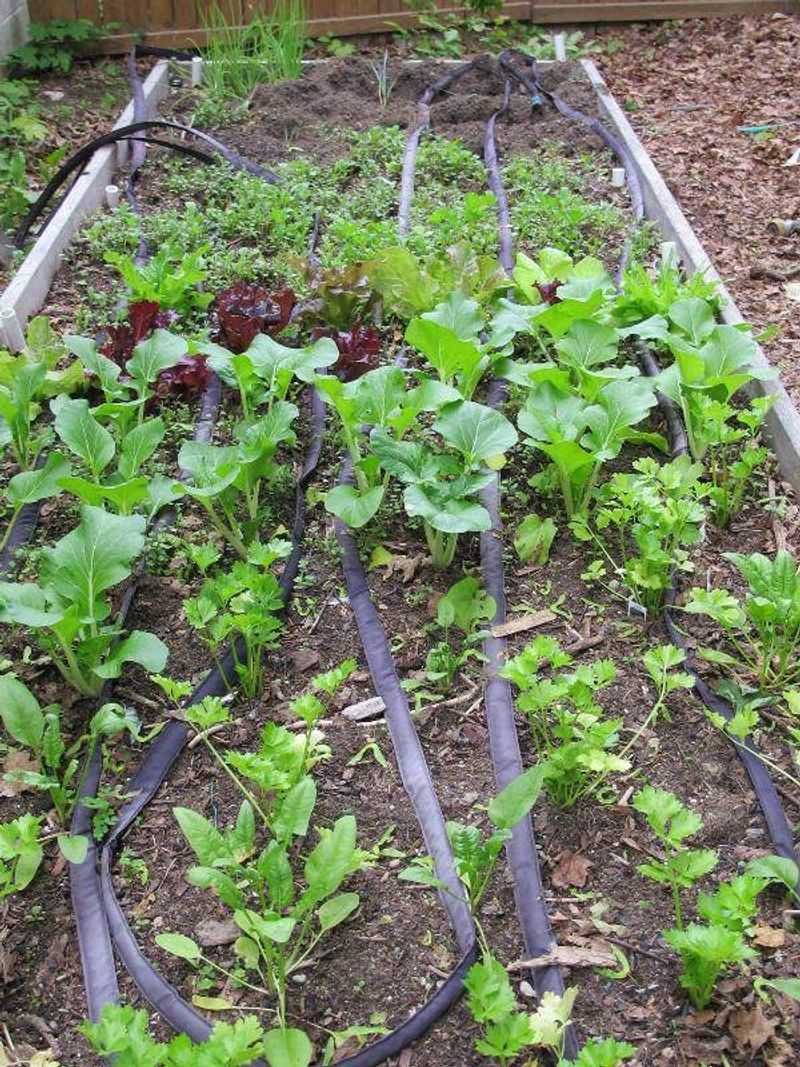 Irrigation System Interference