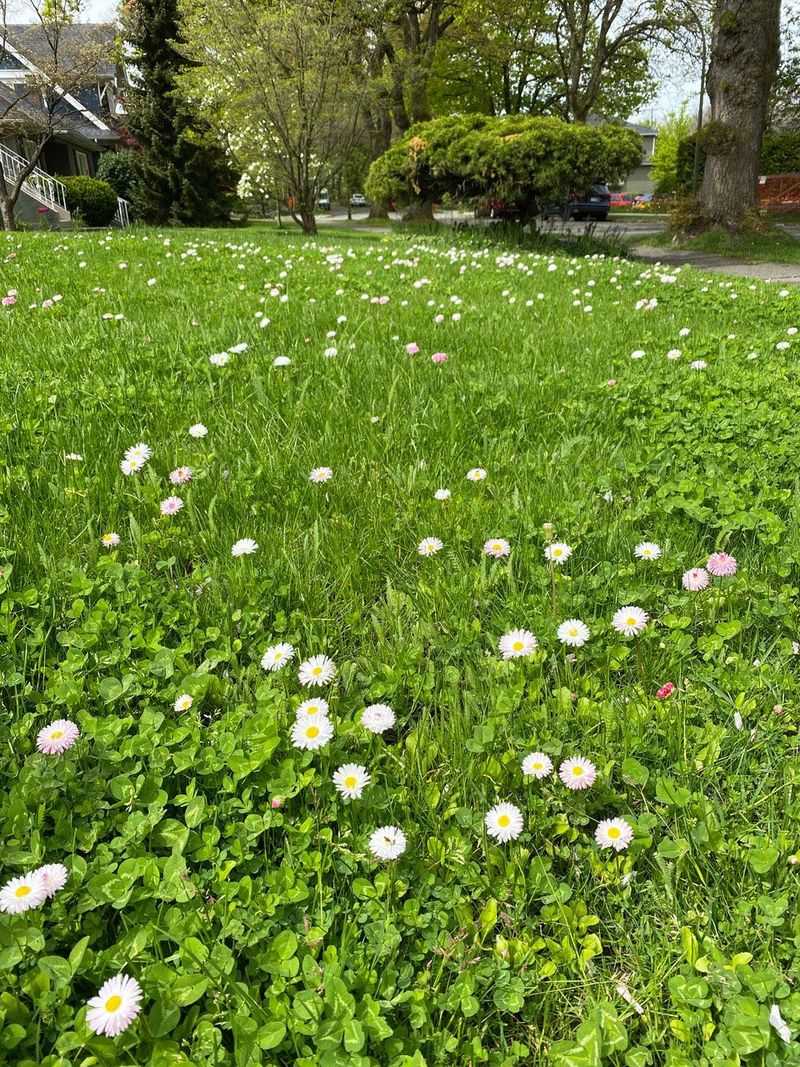 Community Movement Creates Pollinator Corridors