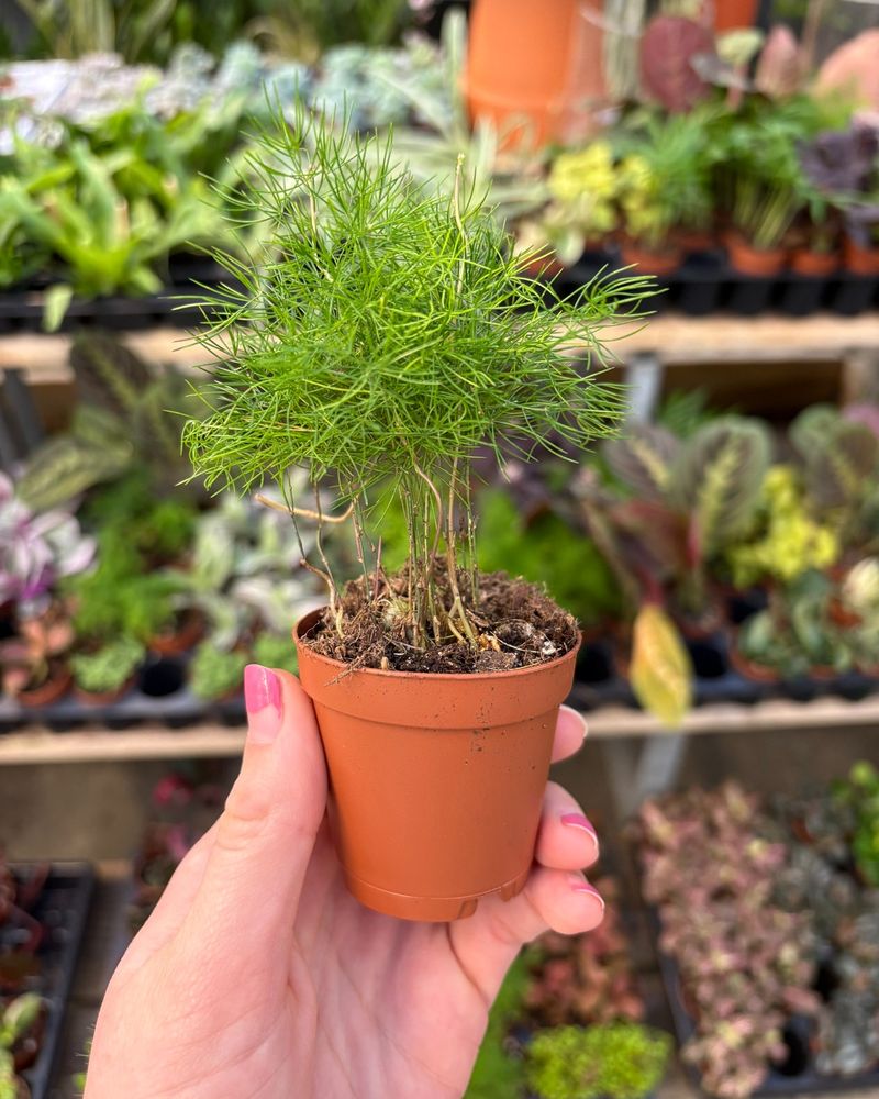 Choose Your Plants