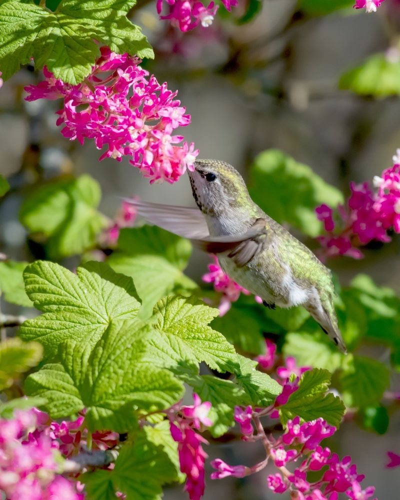 Cultivate Flowering Currant Hedges