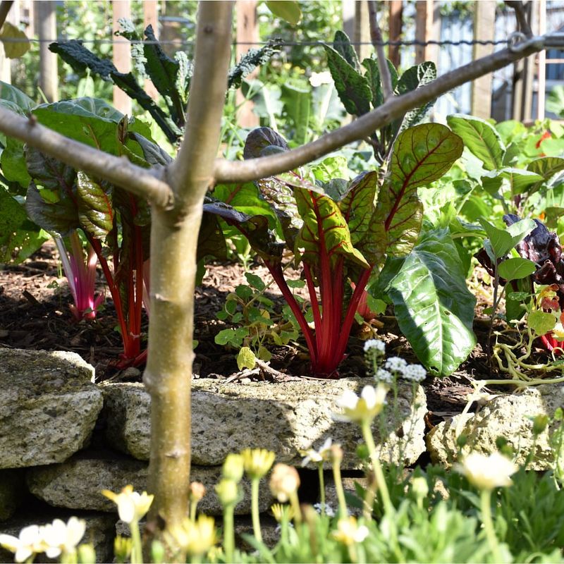 Add Perennial Vegetables Beyond Asparagus