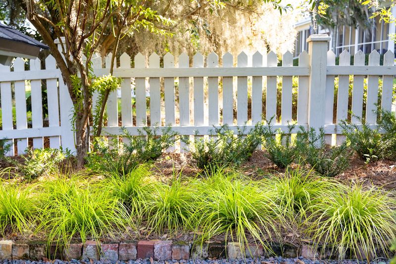 Evergreen Mixes Maintain Year-Round Screening