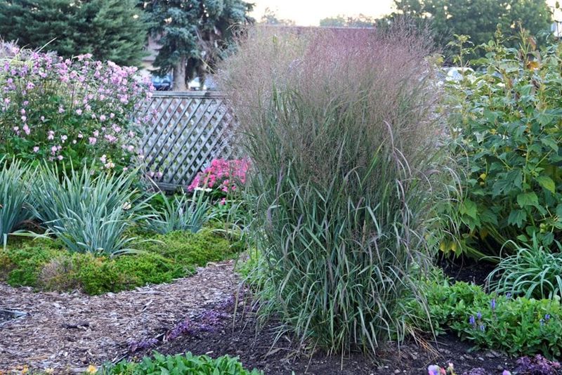 Prairie-Style Switchgrass And Aster Mix