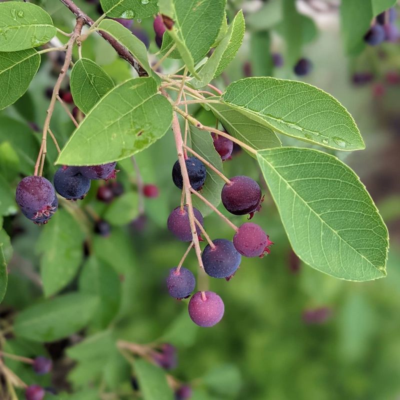 Incorporating Edible Plants Into Wet Areas
