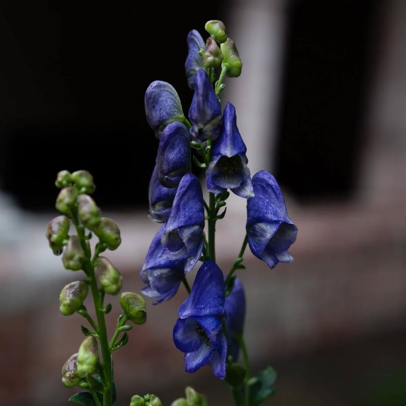 Monkshood