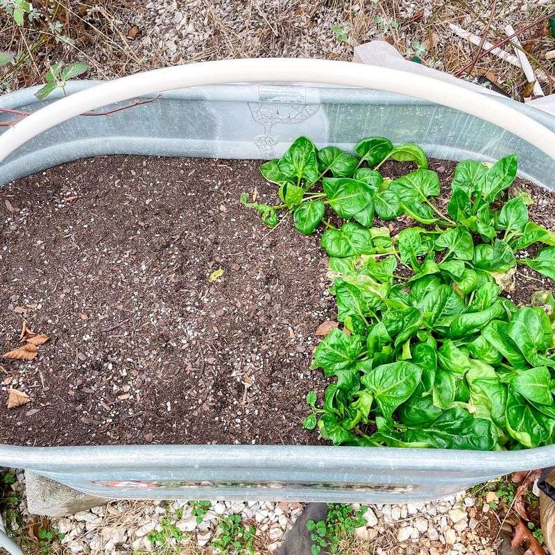Spinach