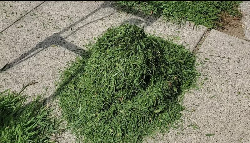 Grass Clipping Collection