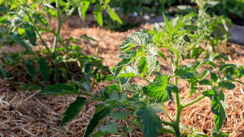 Water Conservation Advantage