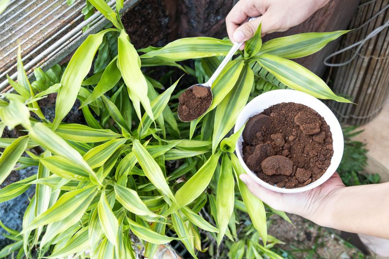 Coffee Ground Direct Application