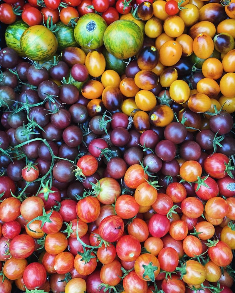 Heirloom Tomatoes Showcasing Midwest Soil