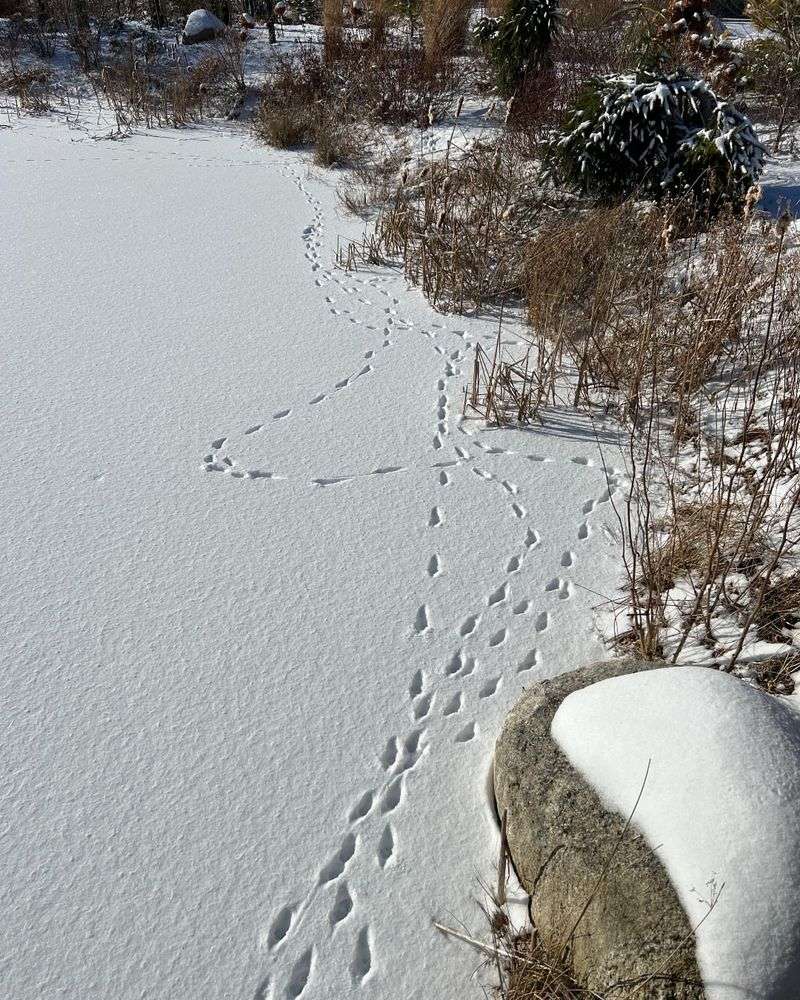 Create Wildlife-Friendly Tracking Zones