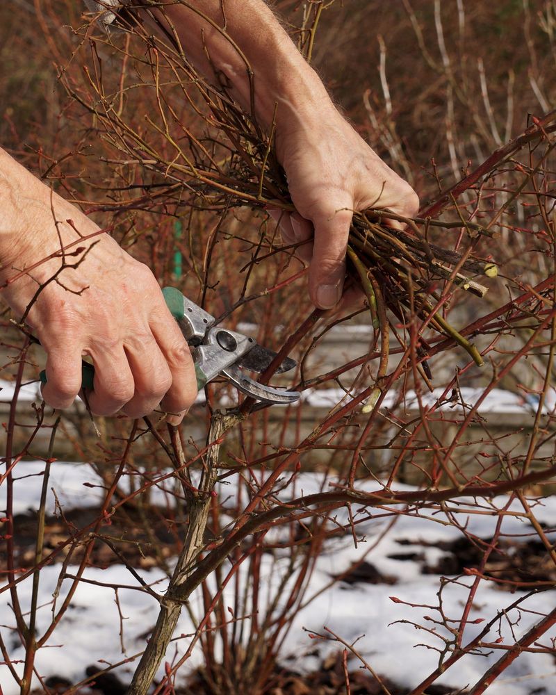 Delay Garden Cleanup Until Spring