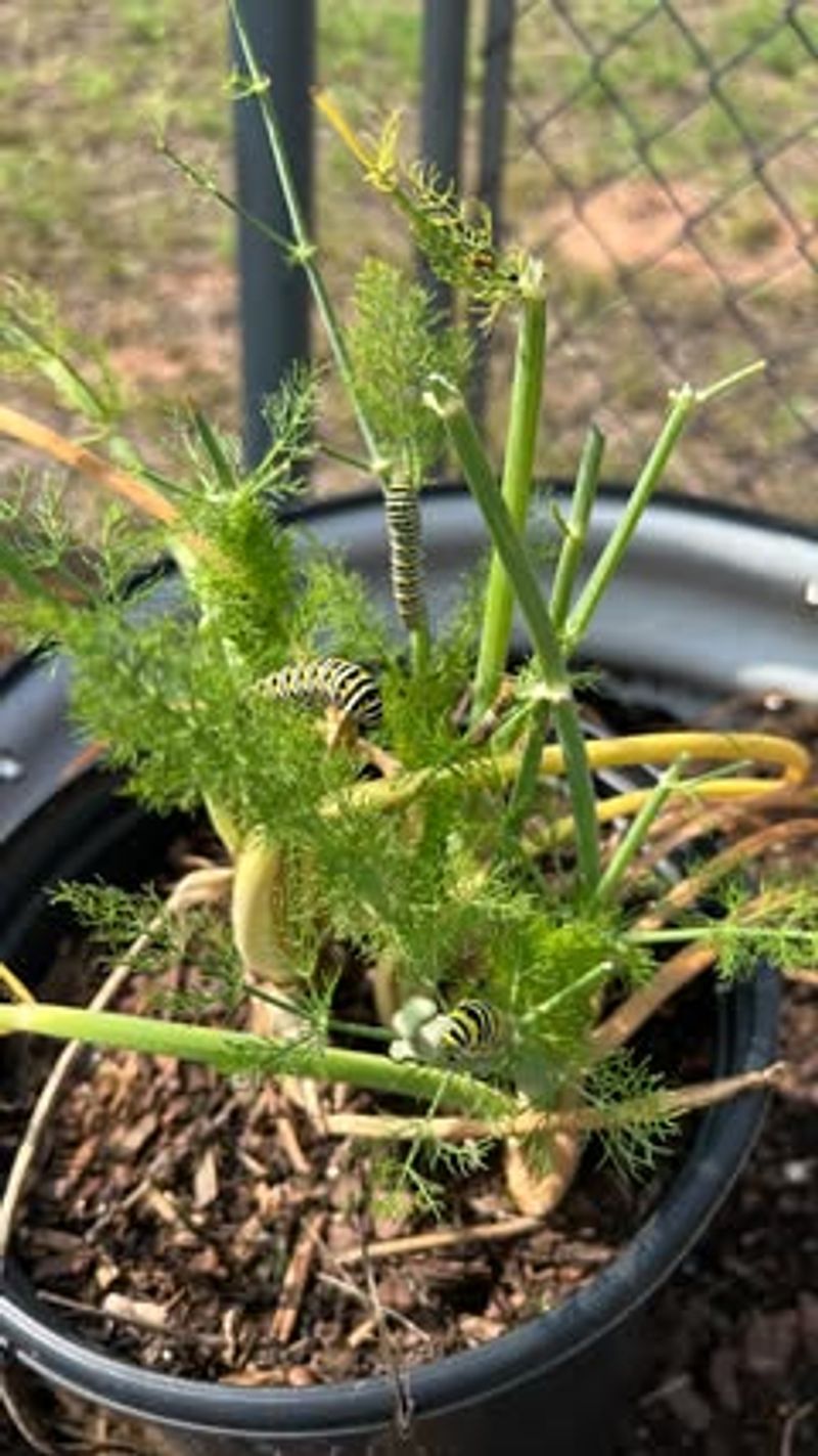 Plant Fennel and Dill