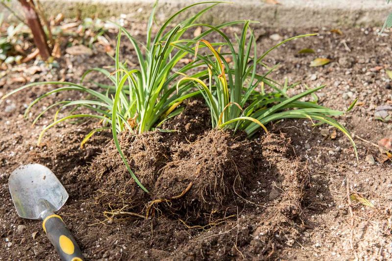 Divide Overgrown Perennials For Free Plants