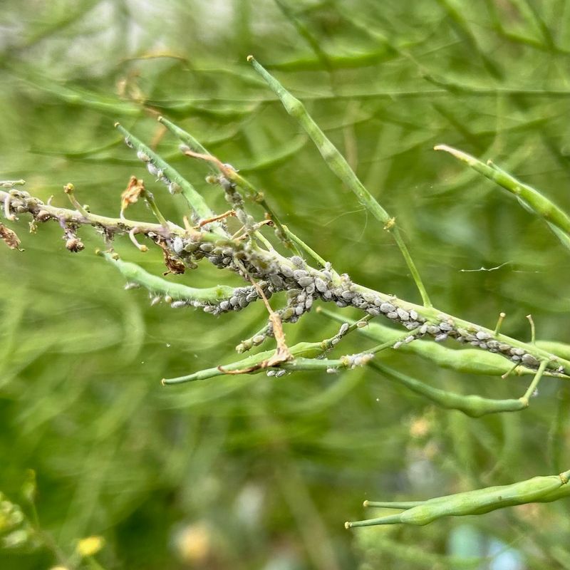 Prune Out Any Dead Or Diseased Parts