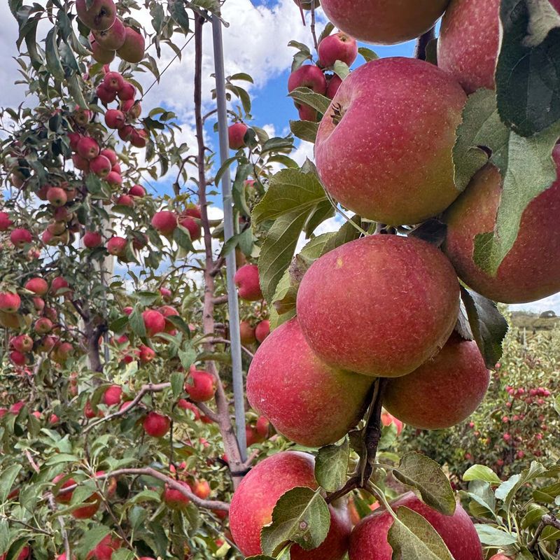Wenatchee's Orchard-To-Table Festival