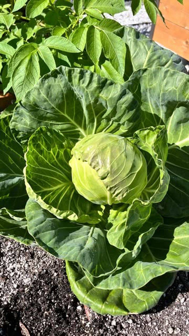 Cabbage