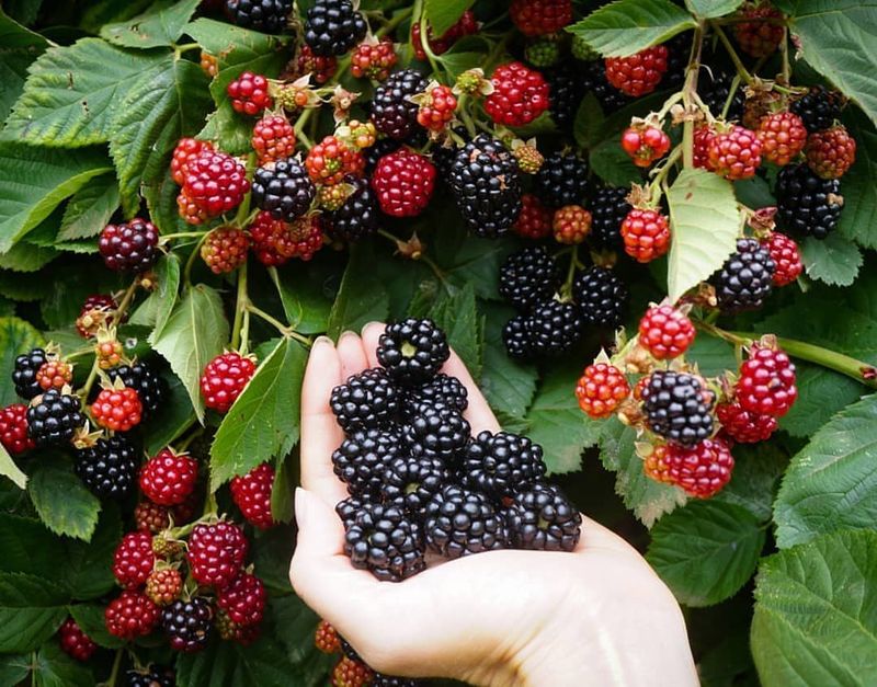 Blackberries