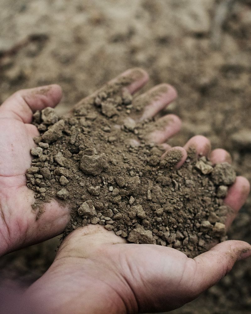 Sandy Soil That Drains Quickly