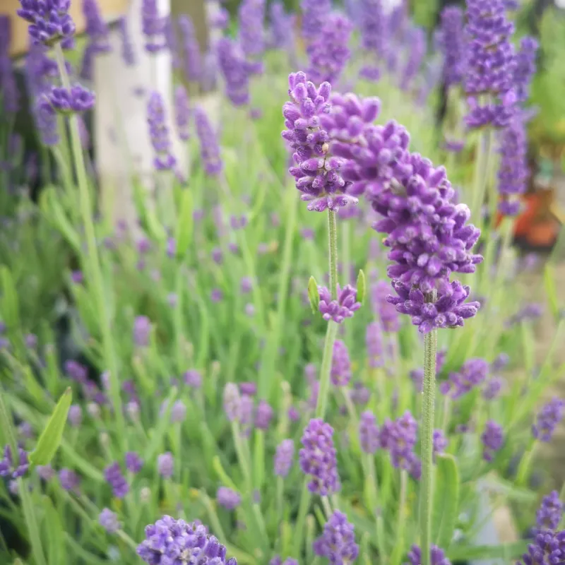 Lavender