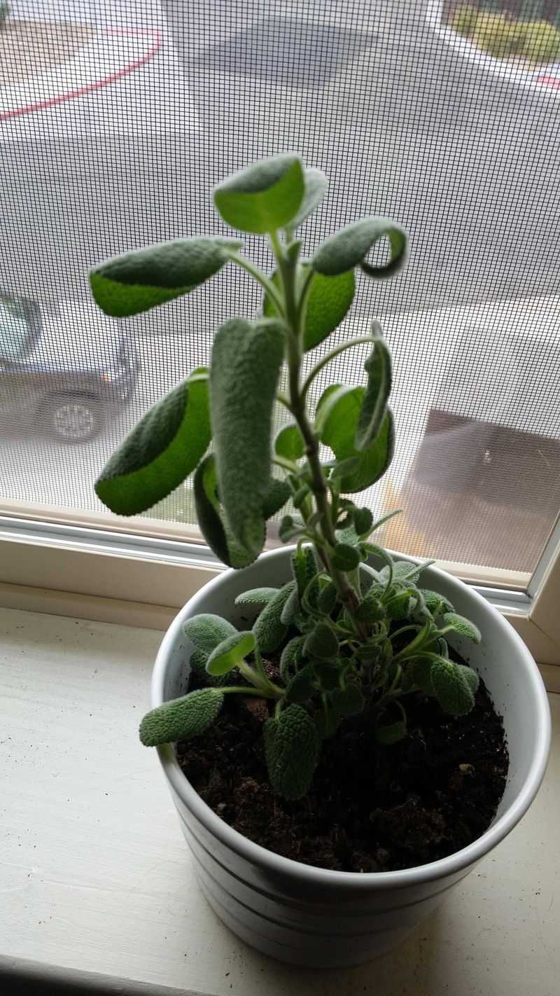 Sage