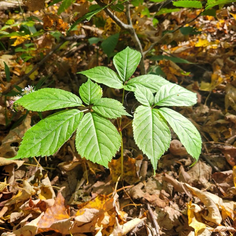 American Ginseng