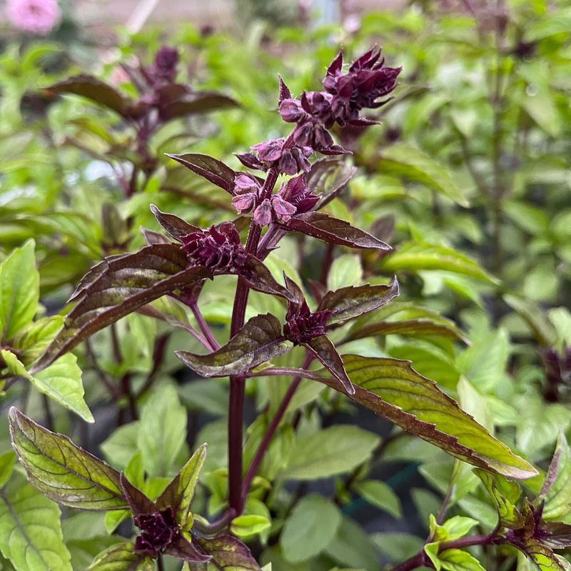 Dramatic Purple Basil Bundles